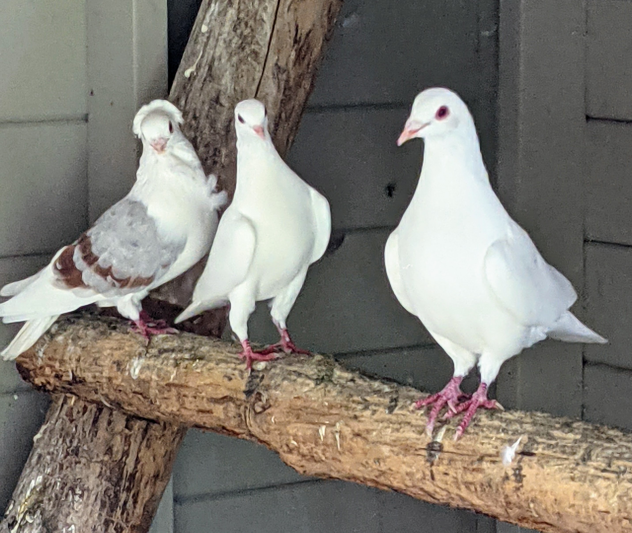 pigeon breeder near me