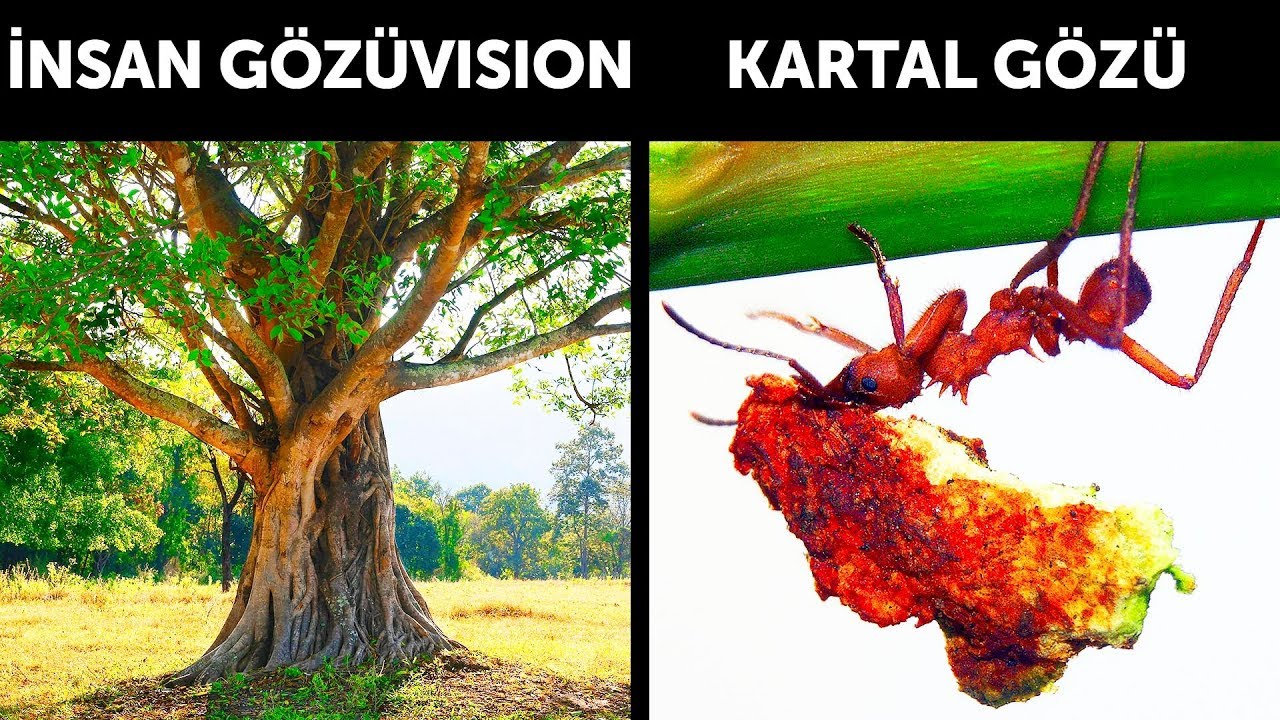 kartal gözü ne kadar uzağı görür