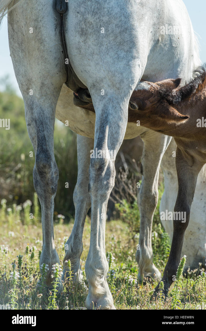 horse suck