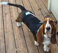 basset hound puppies for sale ontario