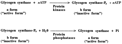 glycogen synthase