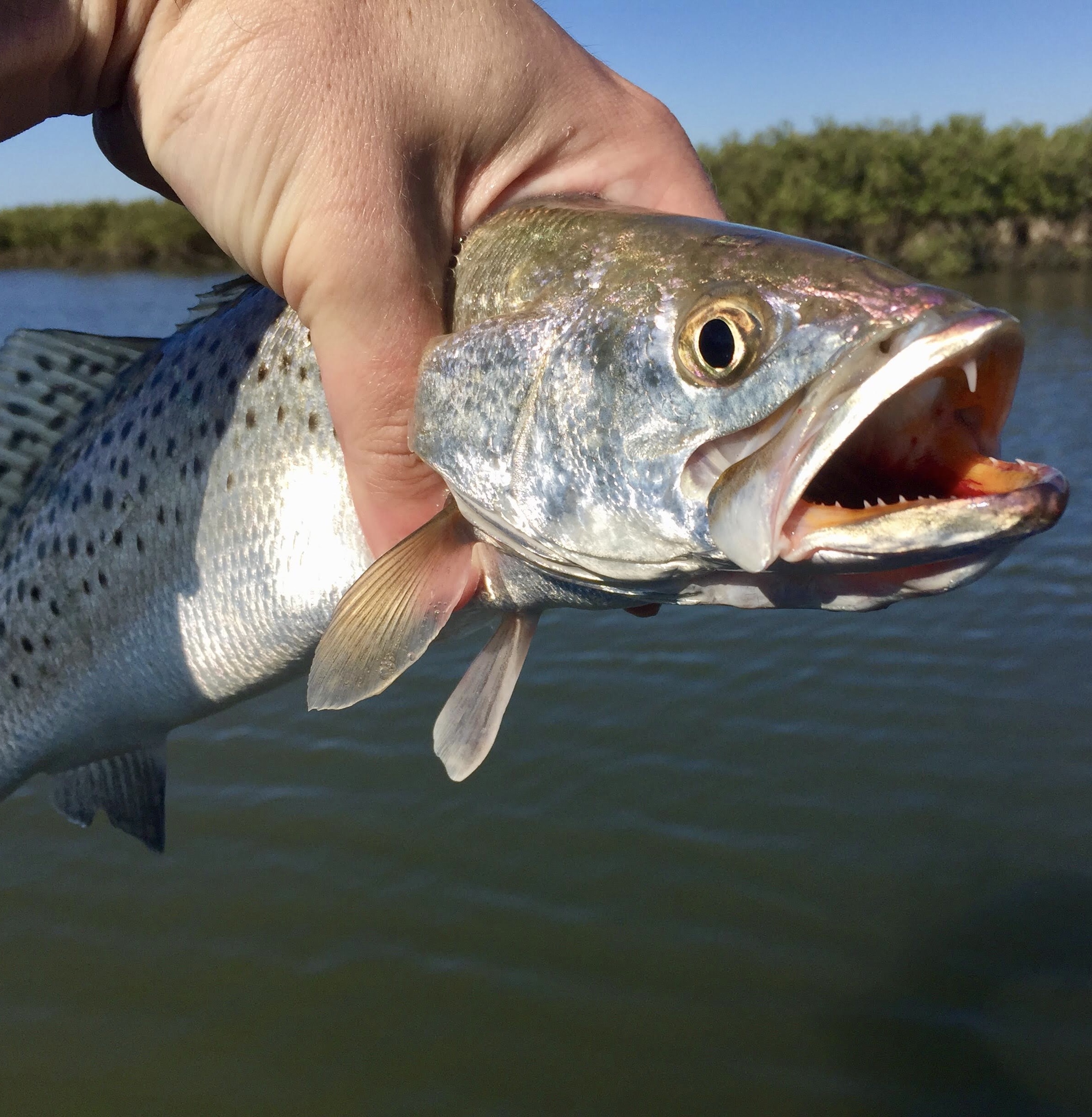 trout size limit texas