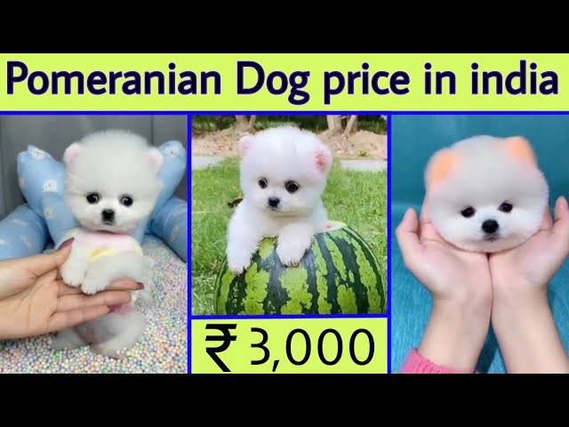 pomeranian dog price in india