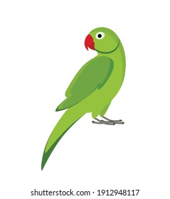 parrot vector