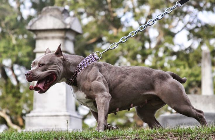 pitbull dangerous images