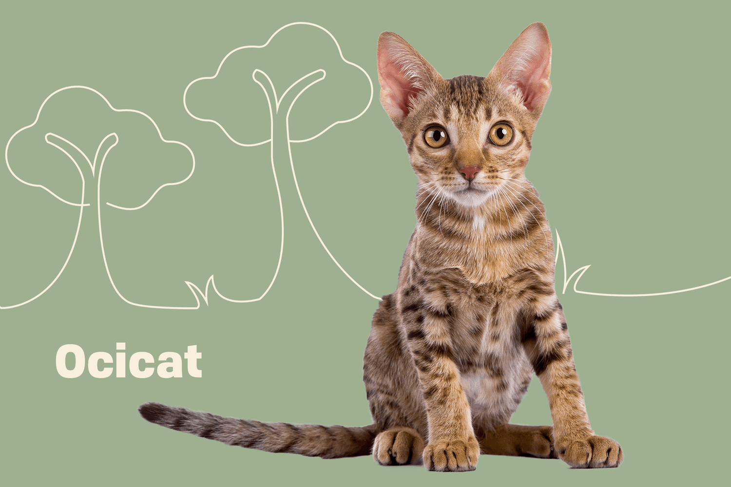 ocicat size