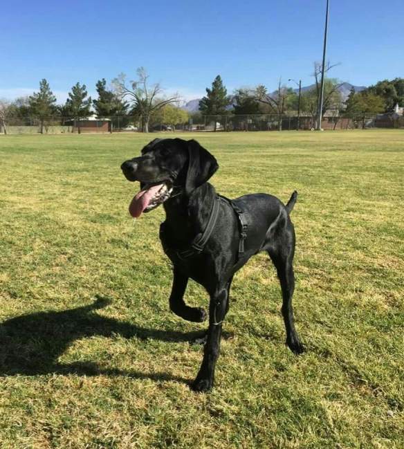 lab pointer mix