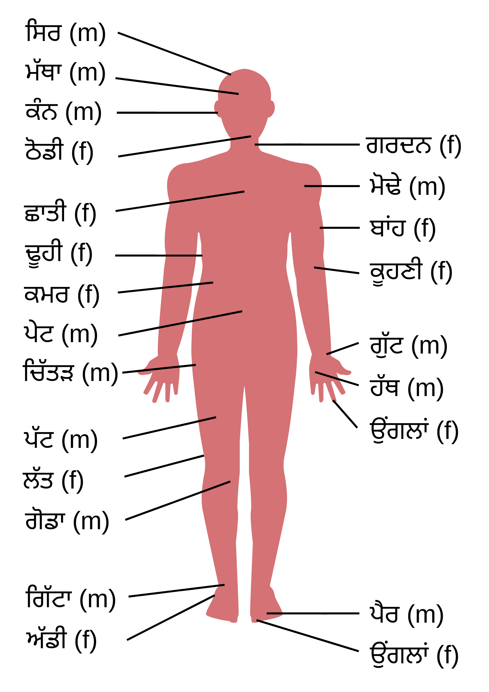 dilate meaning in punjabi