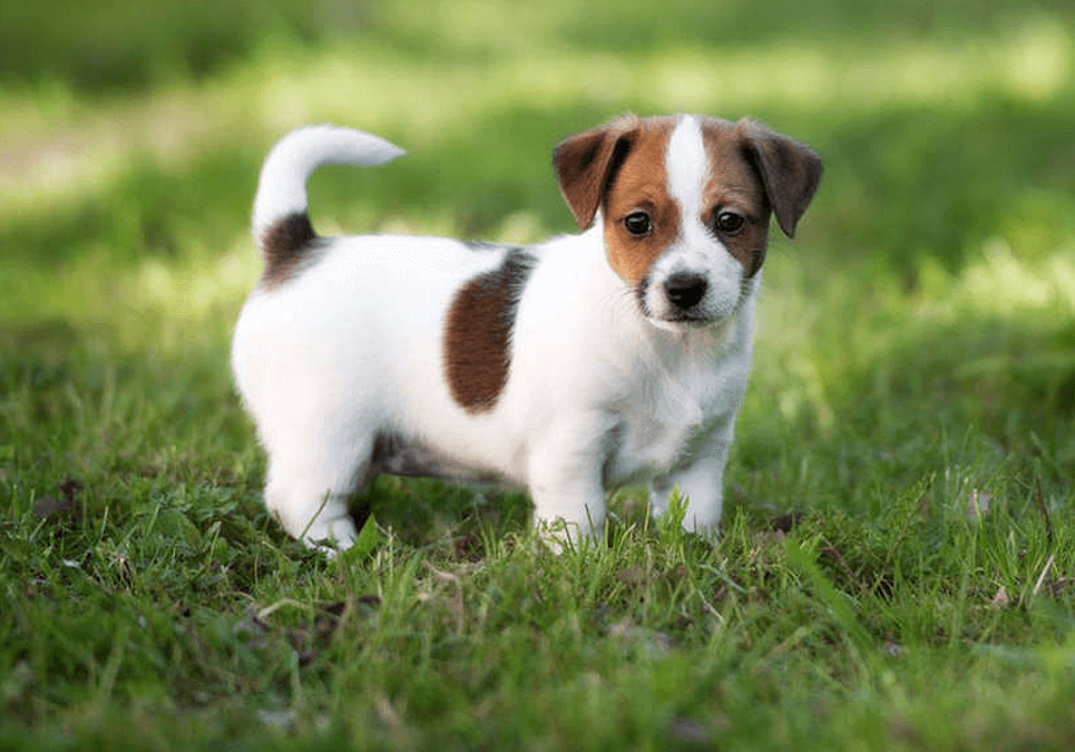 jack terrier puppies for sale