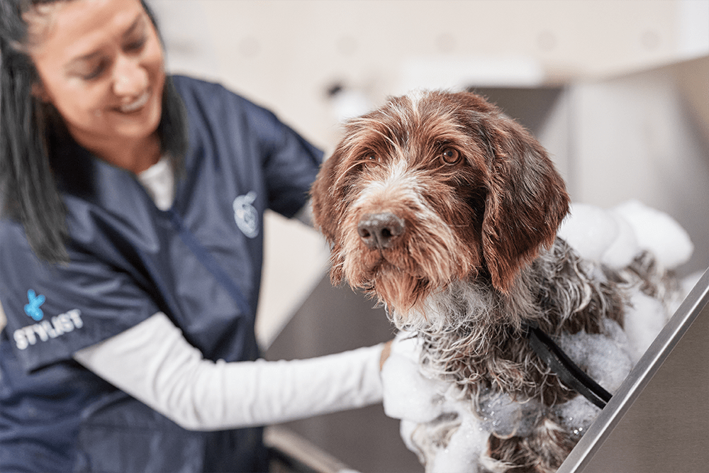 petco grooming hours