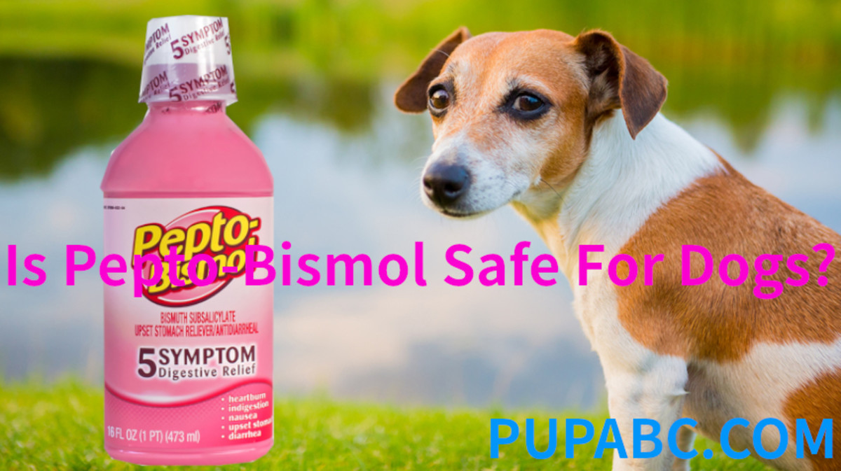 can dogs eat pepto