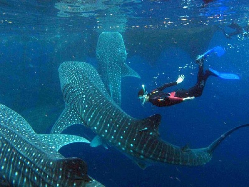 philippines whale shark oslob