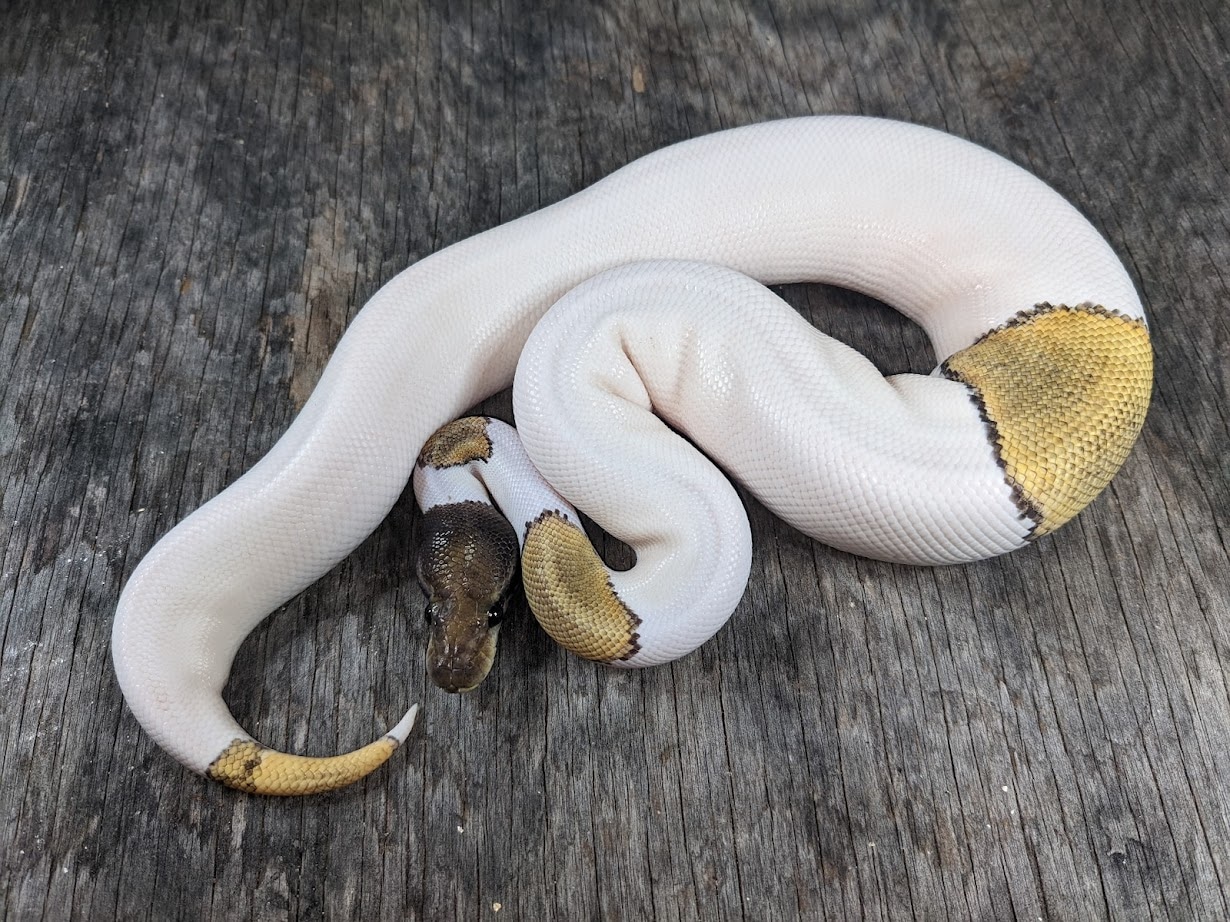 mojave pied ball python