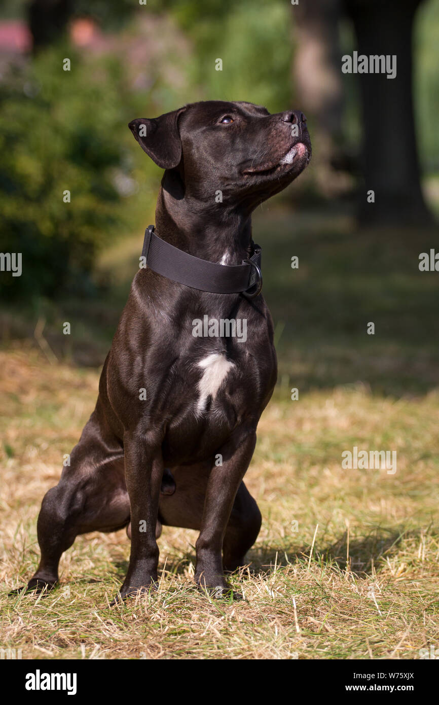 black american pitbull