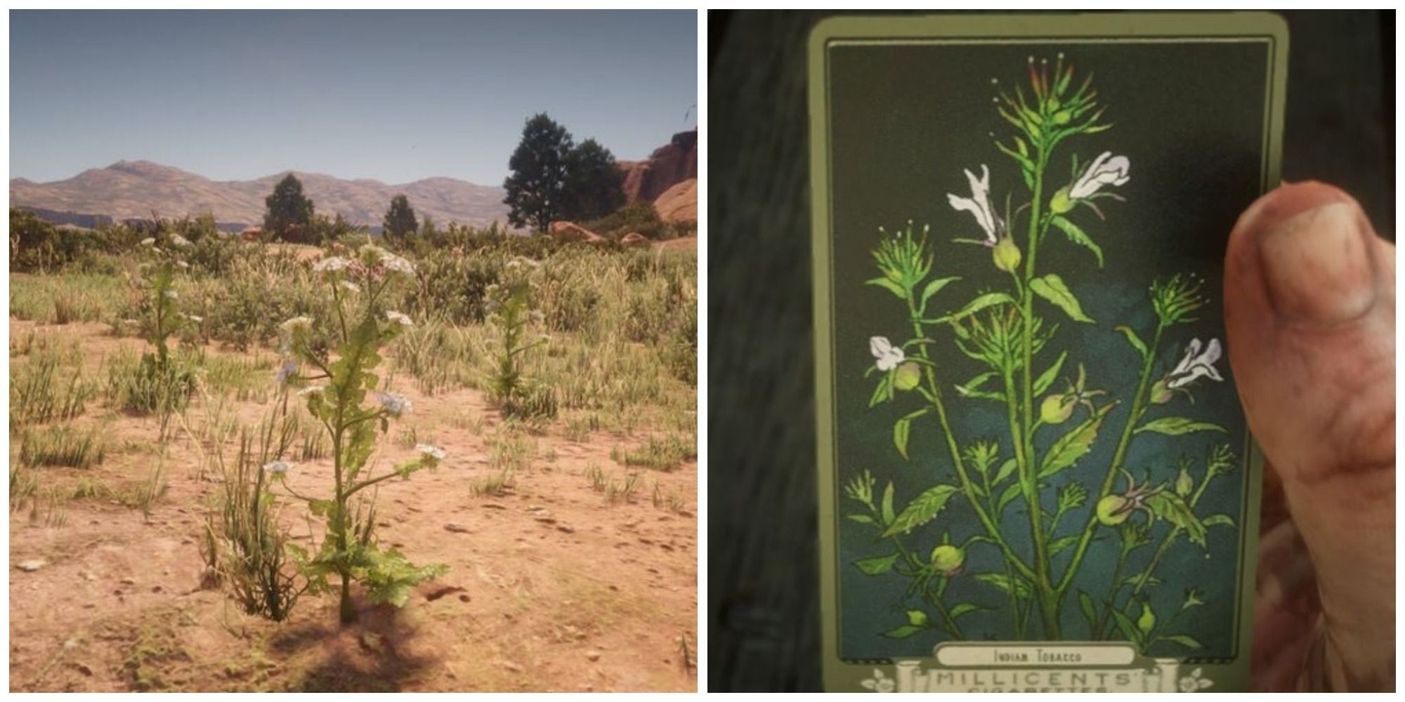 red dead redemption herbs