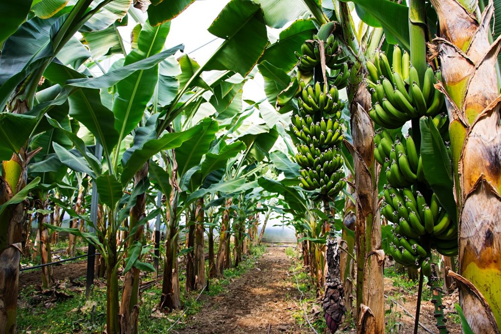 picture of banana tree