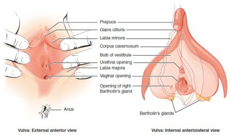 how to eat out a woman