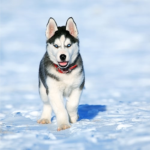 pictures of siberian huskies