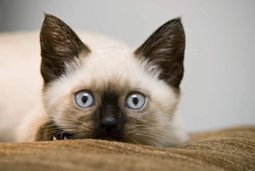 siamese cat rescue ontario