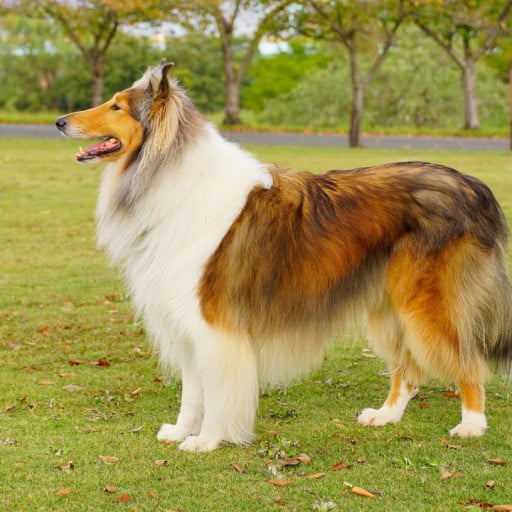 collie breeders in wisconsin