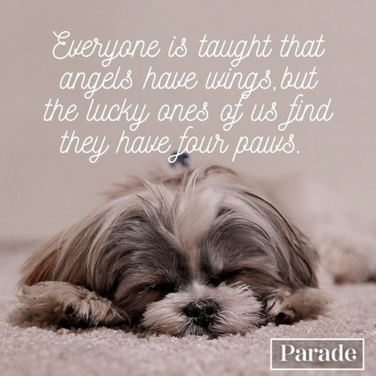 sympathy quotes for dog loss