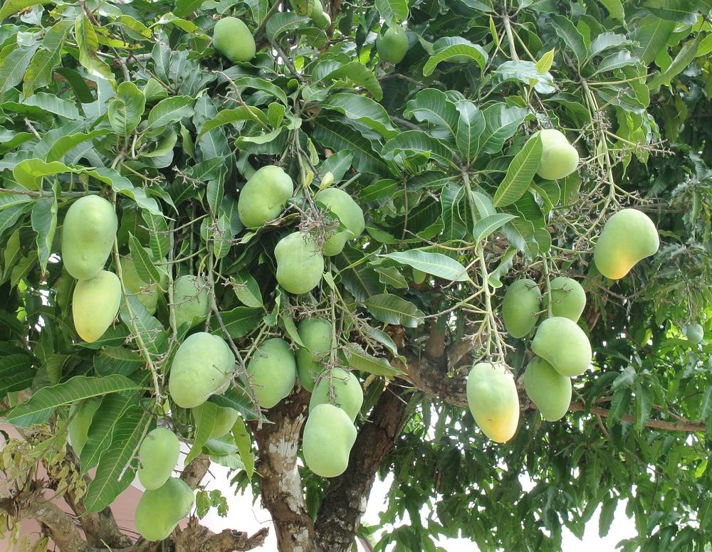 haden mango tree for sale