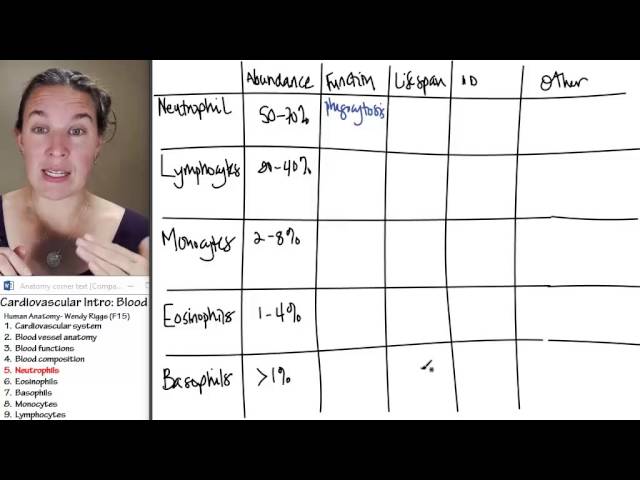 neutrophils pronunciation