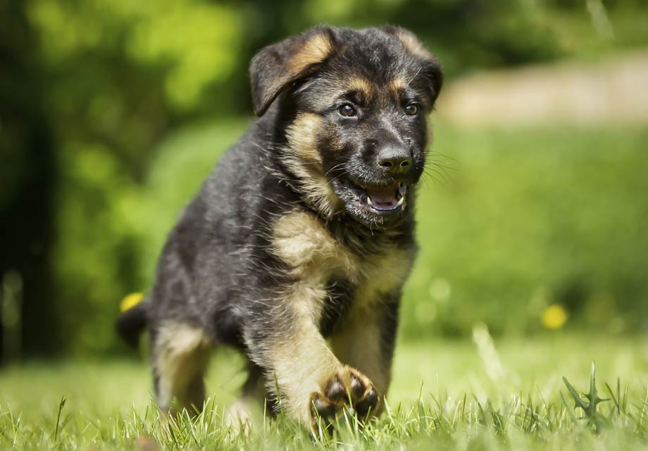 german shepherd puppies for sale