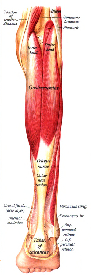 gastrocnemius tear icd 10