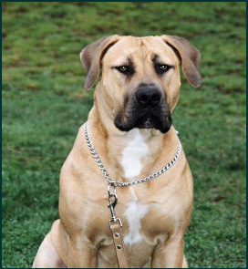 boerboel breeders canada