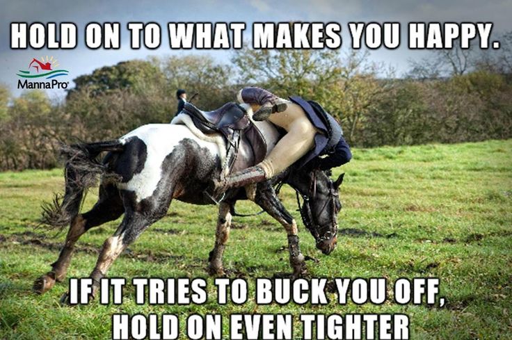 hilarious horse quotes