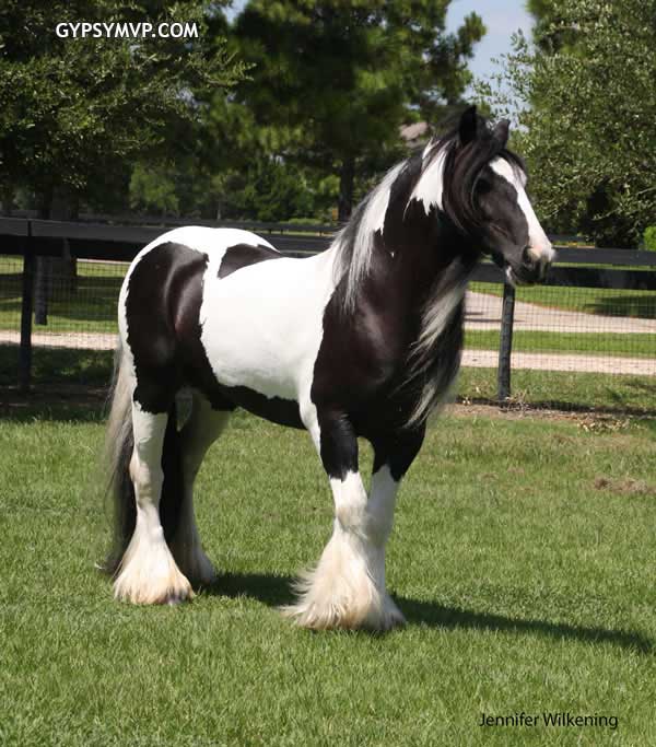 horses for sale black and white