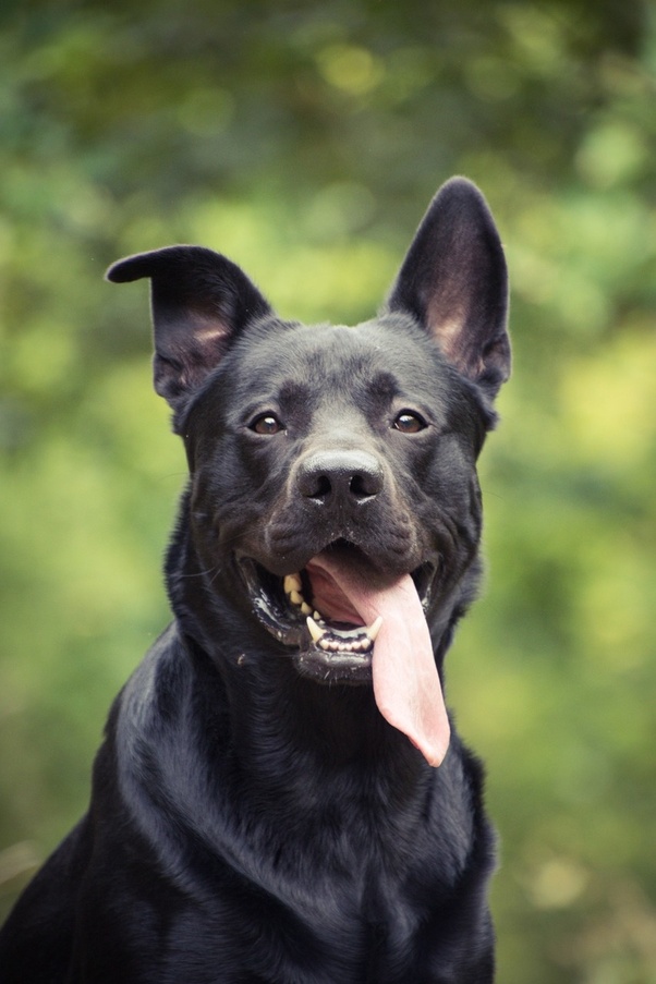 german shepherd mix labrador