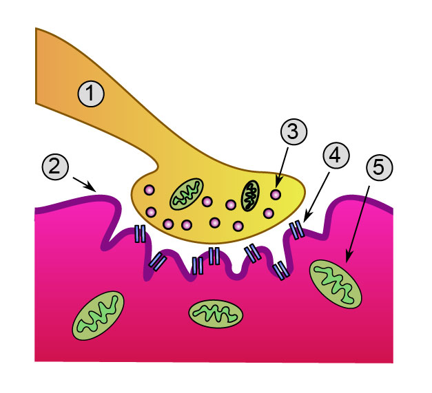 cholinergic neurons