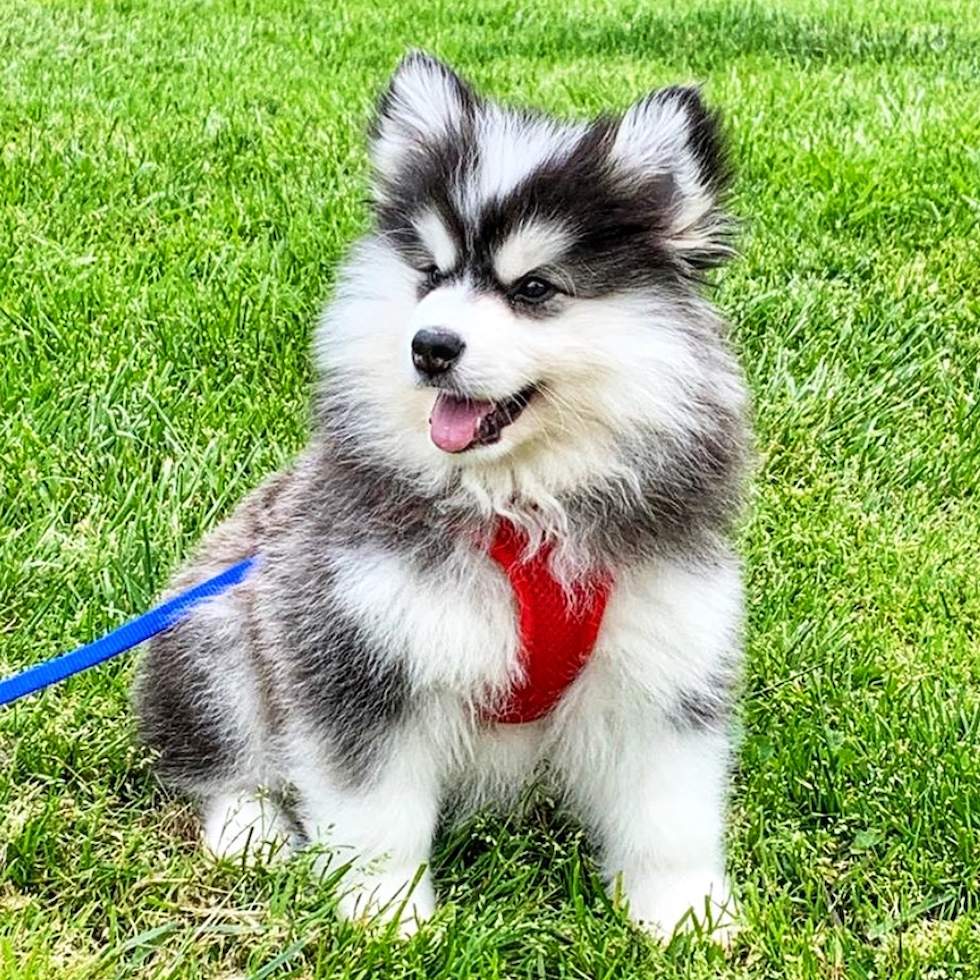 pomsky for sale