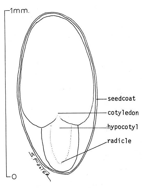 hypocotyl