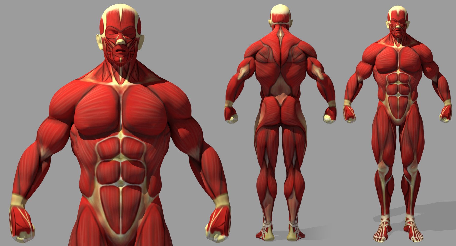 muscle anatomy reference