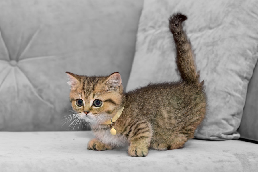 munchkin cat kitten