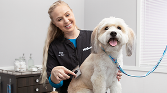 petsmart grooming brampton