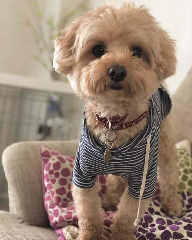 short hair maltipoo haircuts