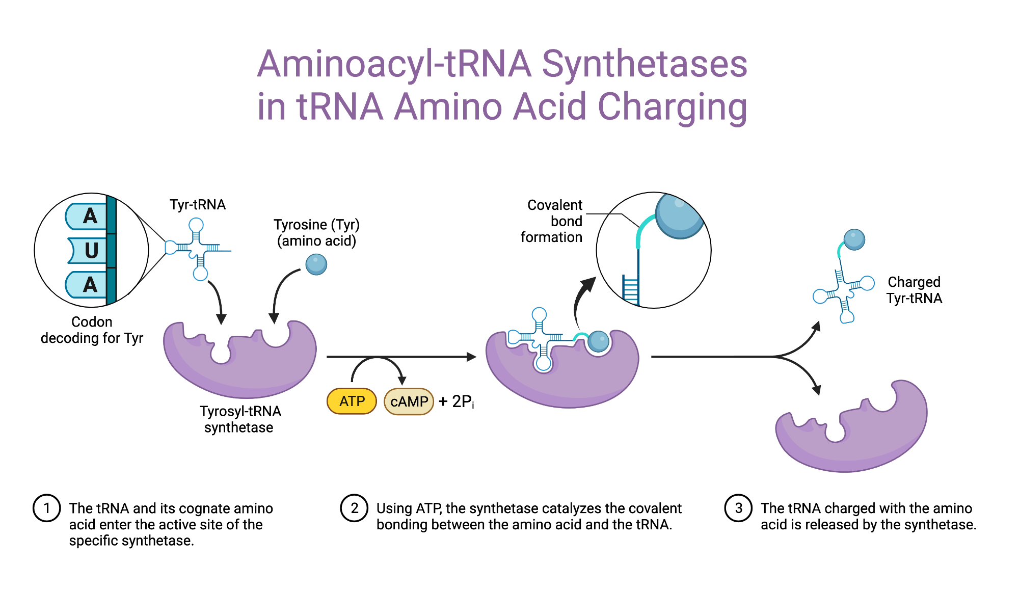 aminoacyl-trna