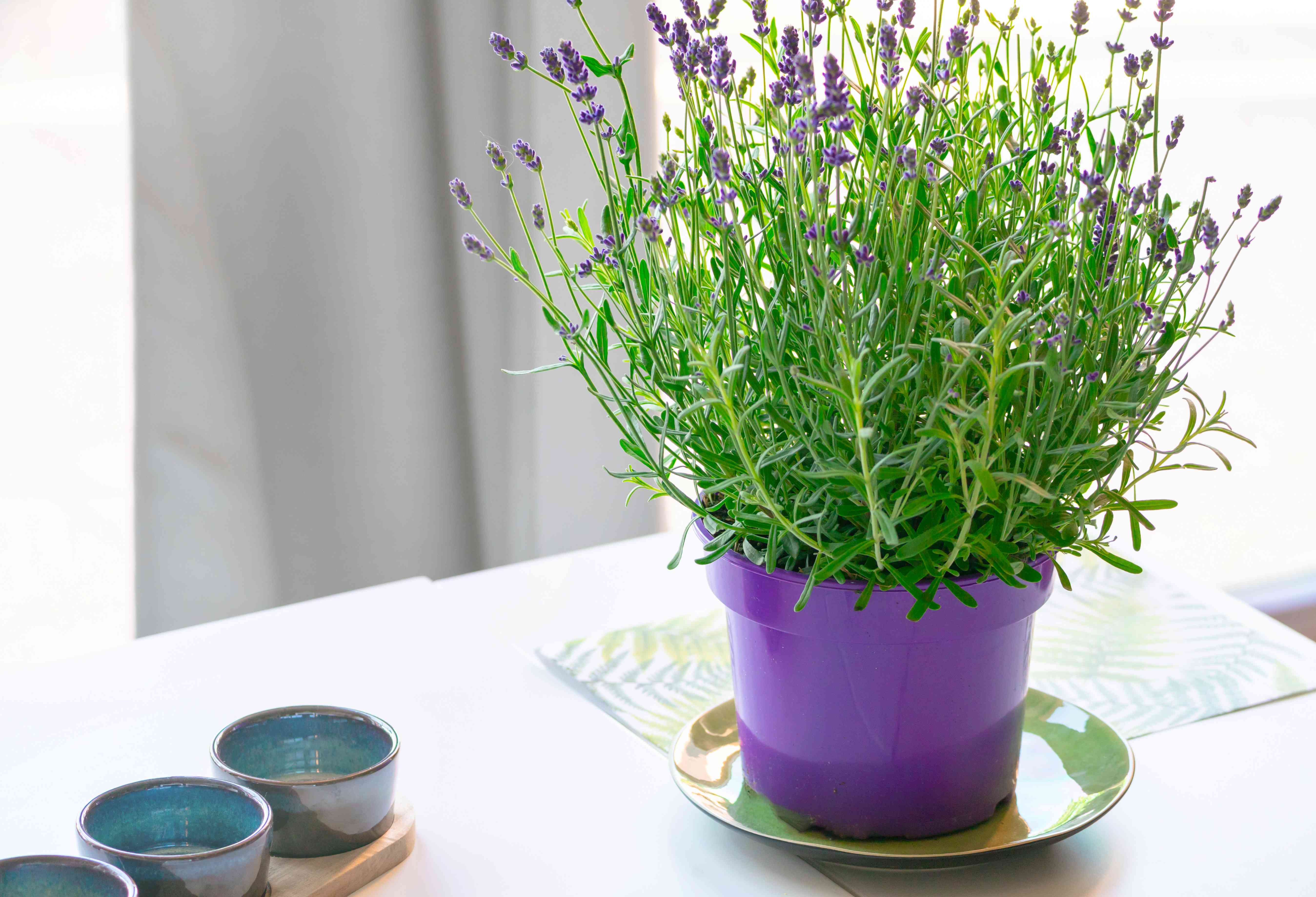 can lavender grow indoors