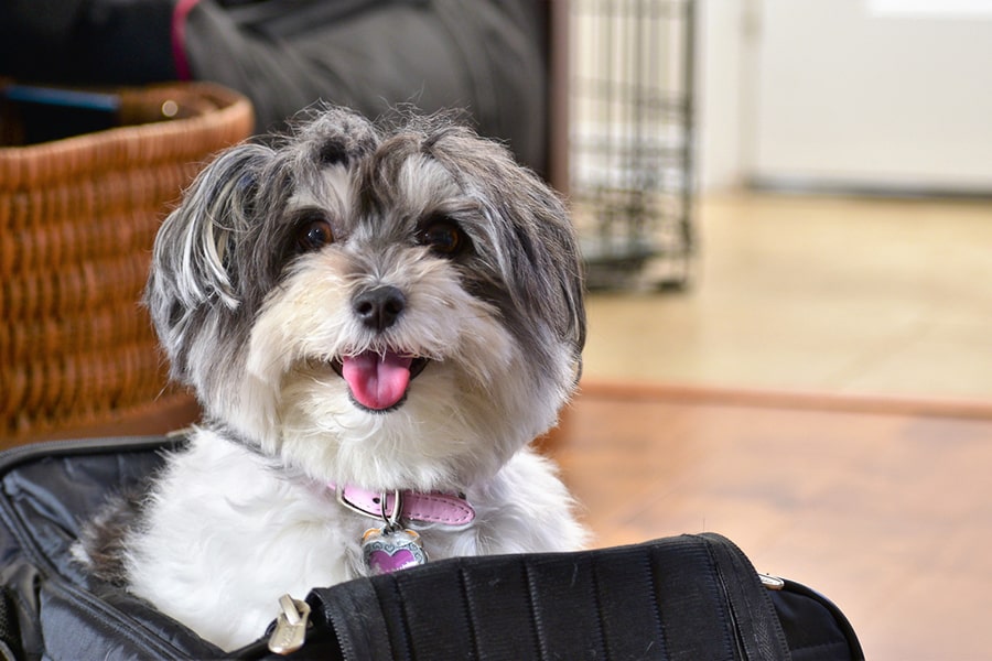 do havanese dogs shed