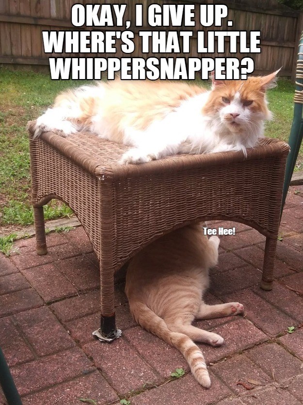 whippersnapper meme