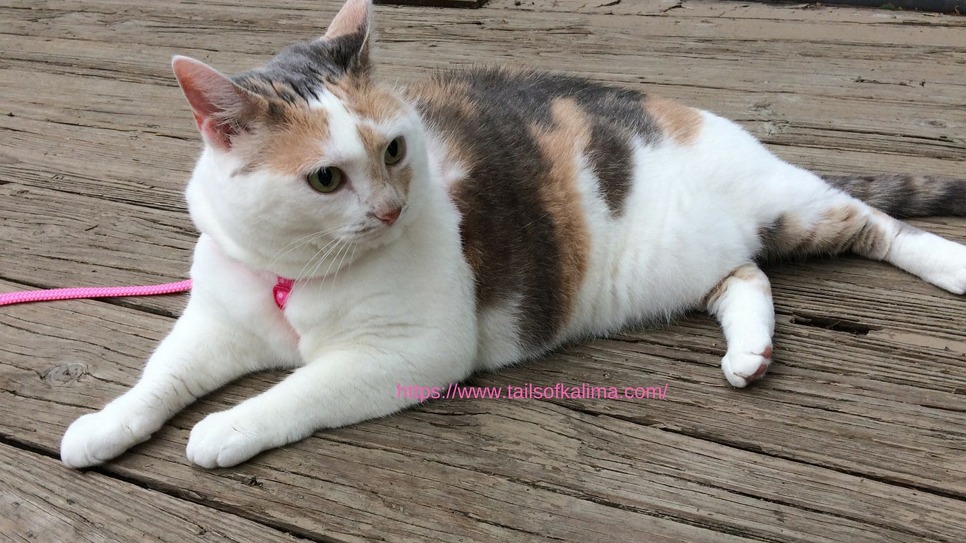 muted calico cat