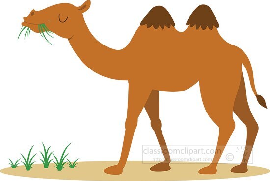 camel clipart