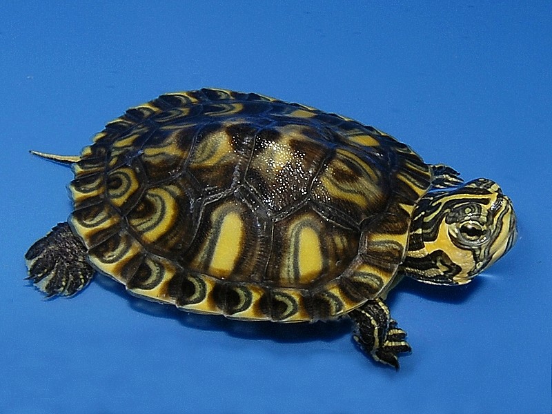 tortuga yellow belly