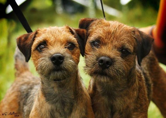 border terrier breeders