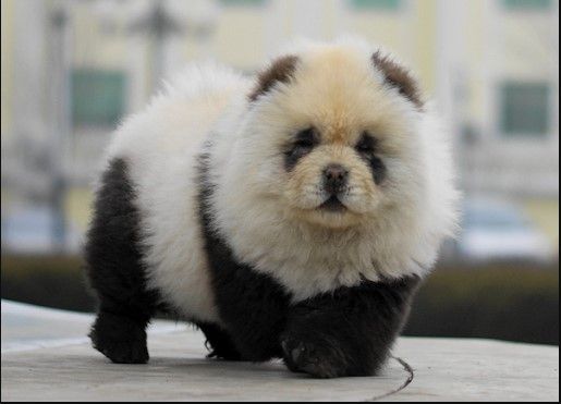 chow chow cachorro panda