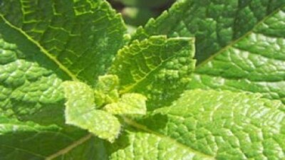 moneycontrol mentha oil